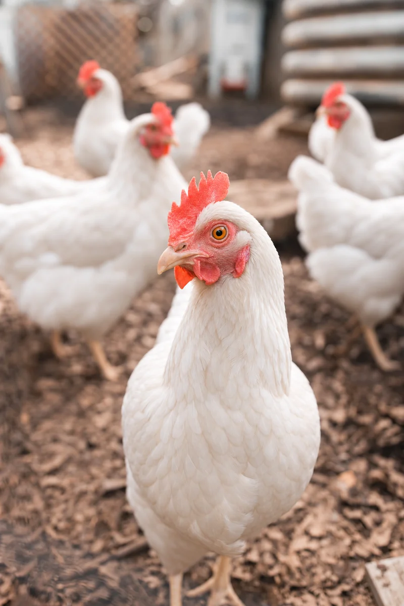 White laying hens in a farm enclosure